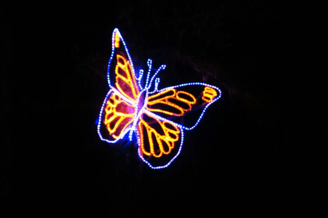 There was a butterfly...