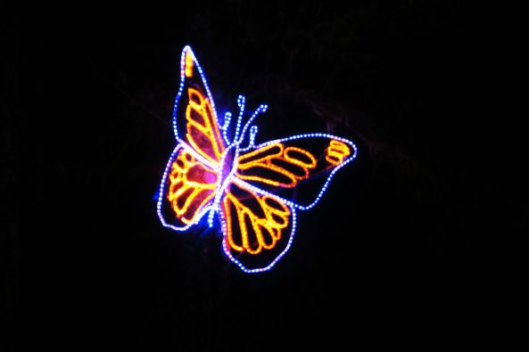 There was a butterfly...