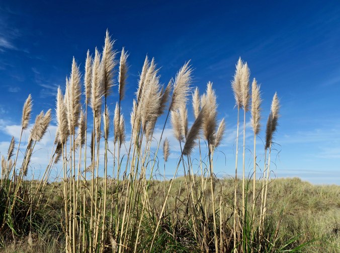 Pampas Grass growing on the California Coast.