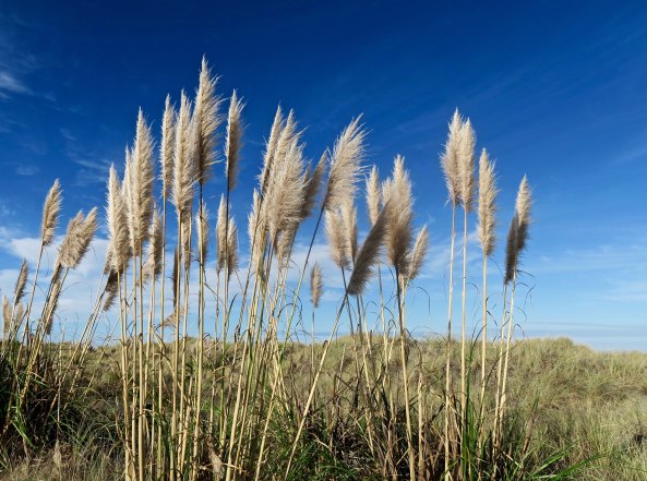 Pampas Grass growing on the California Coast.