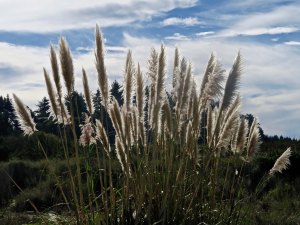Pampas Grass on Clam Beach in Northern California.