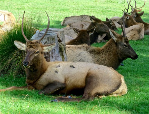 If this guy were a blacktail deer, we would call him a spike. I don't think I would want him mad at me!