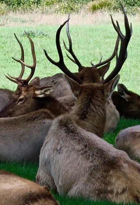 elk with large racks near the Redwoods in Northern California