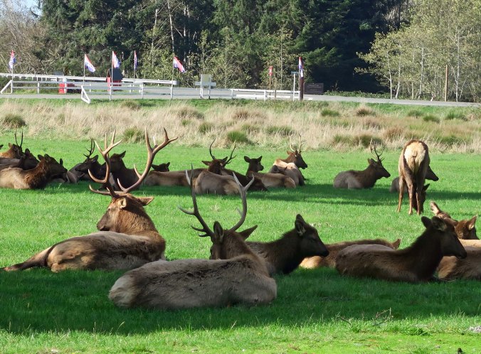 Elk herd near the Redwoods in Northern California.