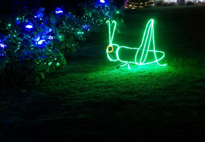 This green fellow was part of a parade that included a worm, two turtles, and a snail, that was going the wrong way, slowly, I assume.