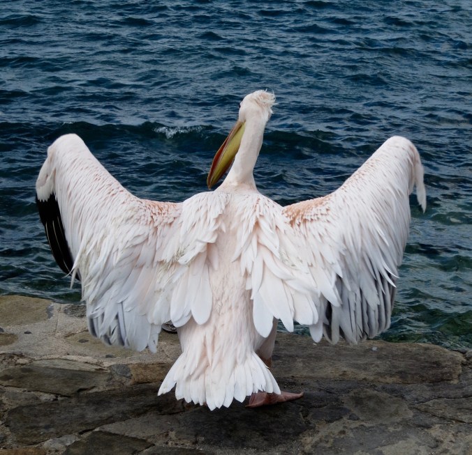 I really like this shot of Petros. 