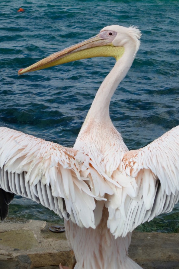 The look. Aren't I pretty!