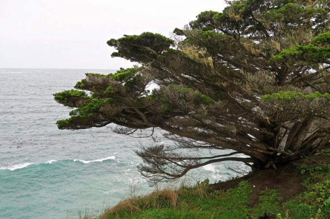 The Mendocino Headlands of Northern California.