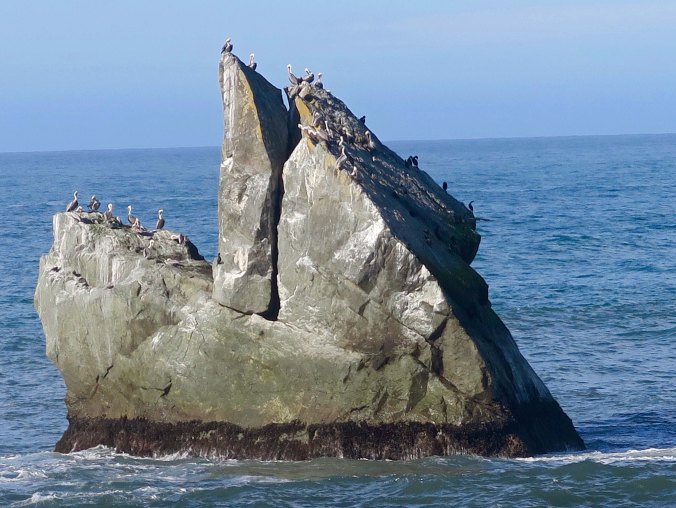 Close inspection showed it to a home for California Brown Pelicans.