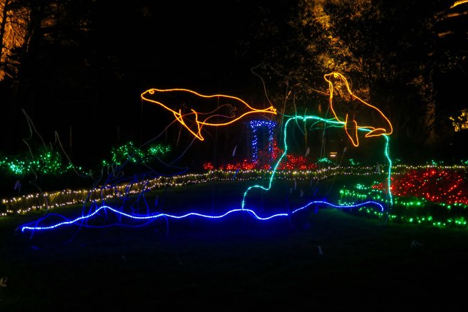 Seals dive int the water at Oregon's Shore Acres' State Park Holiday of Lights display.