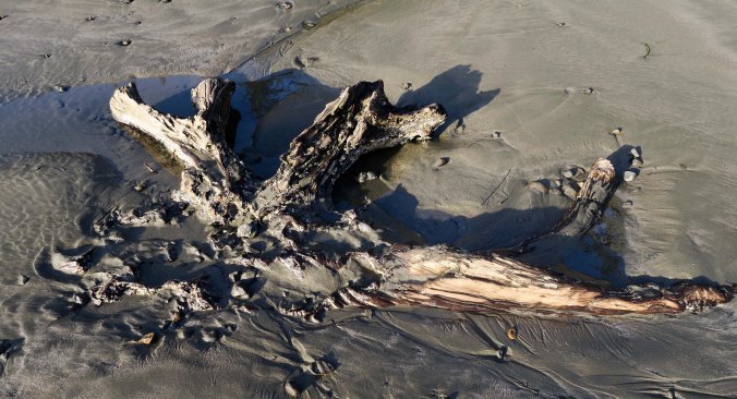 Ancient spruce roots at Sunset Bay on the Oregon Coast near Coos Bay. Photo by Curtis Mekemson.