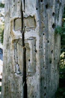 I'll conclude today with this tree blaze from the Desolation Wilderness. One of the joys of wilderness travel is finding old, long since forgotten trails and following them. Early sheepherders, ranchers, foresters, mountain men and explorers often marked their trails by cutting into the bark of trees. Many of the blazes would last for years and years, such as this one.