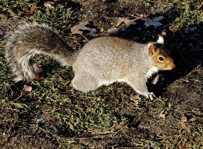 A fat squirrel.