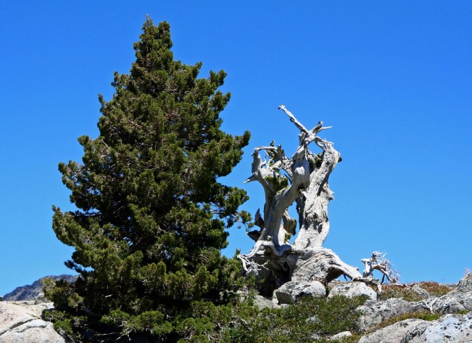 Snag in the Five Lakes Basin .