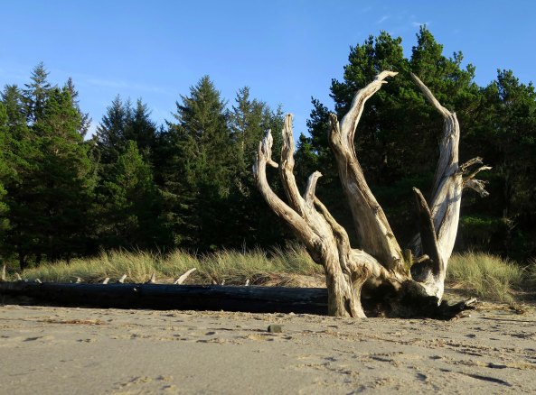 Downed tree with roots reaching skyward on the beach at Sunset Bay State Park.