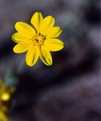 One of my favorite memories of Orvis was his expertise on flowers. Trekkers were always asking him for their names. I didn't know this one on our first trek so I asked Orvis. "Oh, that's a DYC," he told me. I dutifully told other trekkers it was a DYC. At the end of the Trek , I asked Orvis if the DYC stood for anything. He got a twinkle in his eye and said, "Dam yellow composite."