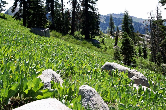 Another field of mule ears in Granite Chief.