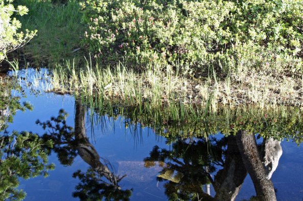 This reflection of this tree was so clear it could have been real.