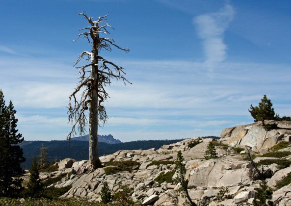 This tree turned into the ghoul as the sun set and night approached.
