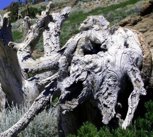 Snag found in the Granite Chief Wilderness north west of Lake Tahoe, California.