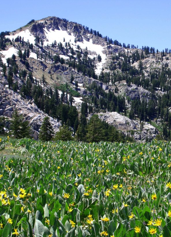 The Granite Chief Wilderness in the Sierra Nevada Mountains north of Lake Tahoe.
