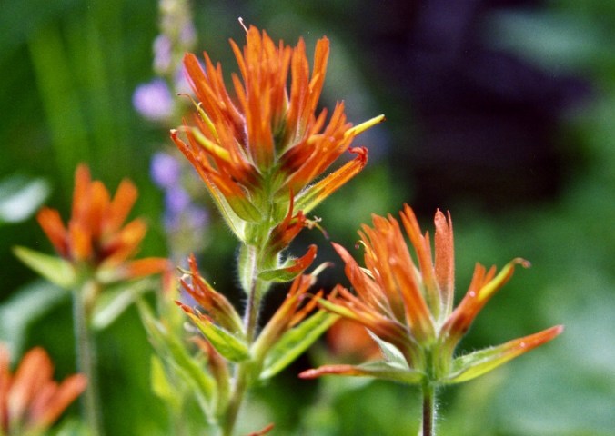 Indian Paint Brush found in Granite Chief Wilderness behind Squaw Valley, California.