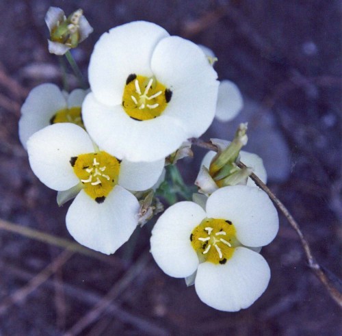 Mariposa Lilies found in dry areas behind Squaw Valley.