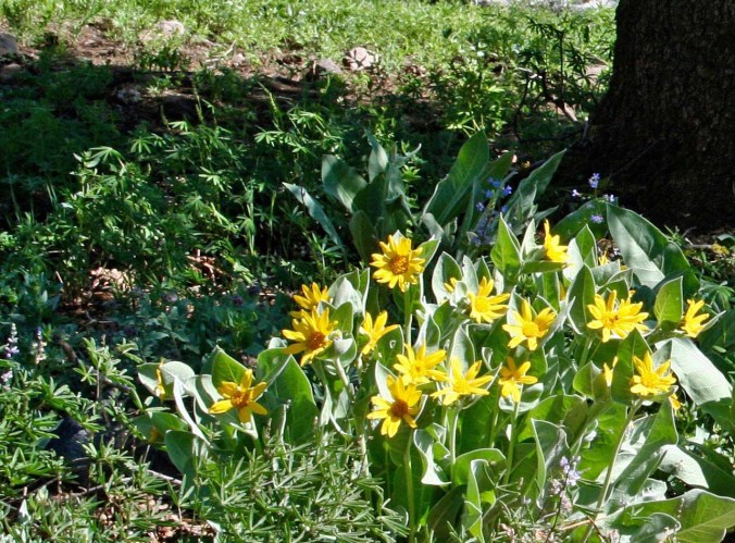 A close up of the Mule Ears blooming. There are few places in the Sierra's that can match the display of flowers in the Granite Chief Wilderness,