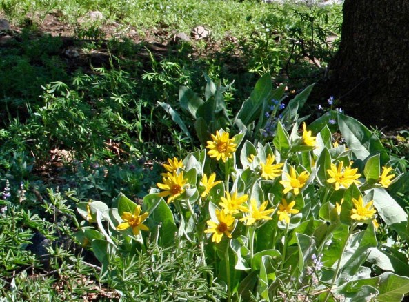 A close up of the Mule Ears blooming. There are few places in the Sierra's that can match the display of flowers in the Granite Chief Wilderness,