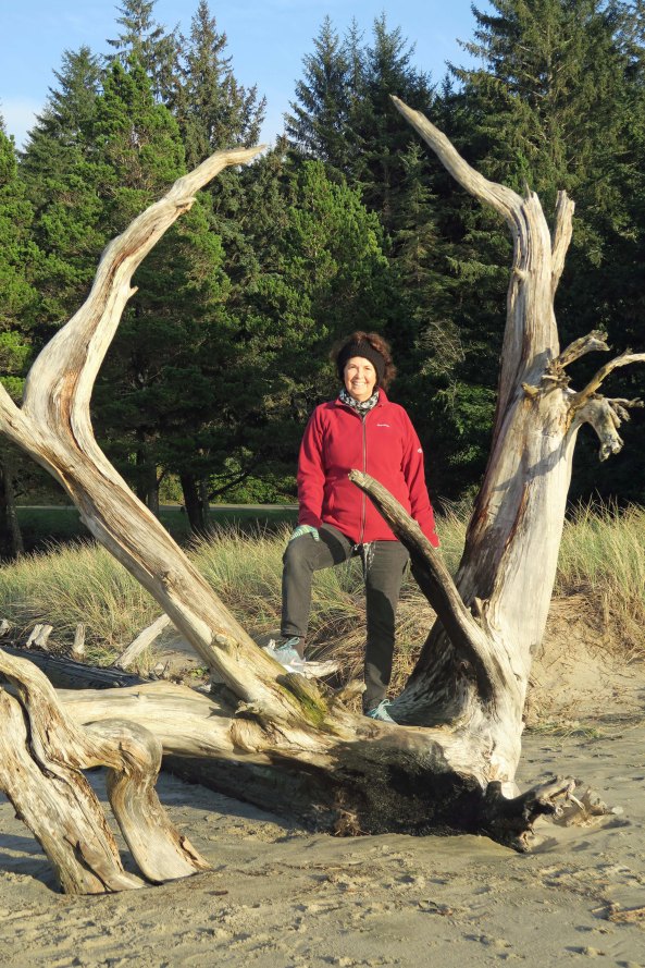 Dead tree with impressing root system on Sunset Bay near Coos Bay on the Oregon Coast.