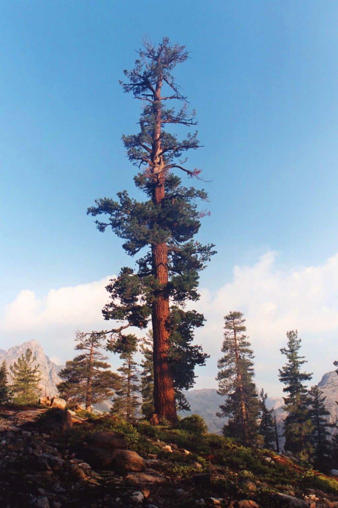 Beauty in the Sierra Nevada Mountains comes in many forms, such as this Red Fir giant I found on Seavey Pass.
