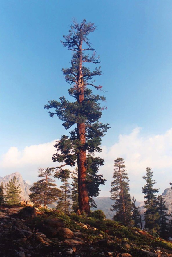 Beauty in the Sierra Nevada Mountains comes in many forms, such as this Red Fir giant I found on Seavey Pass.