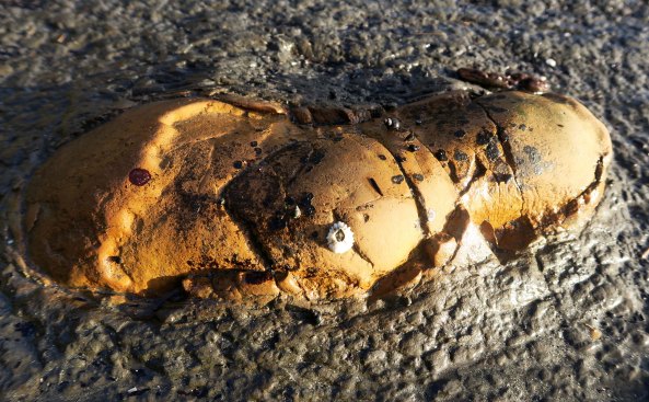 A rock with a barnacle found on Sunset Bay on the Oregon Coast.