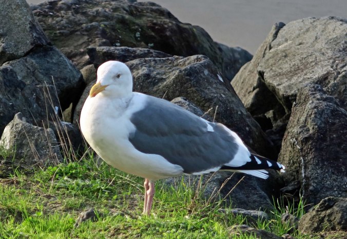 Seagull at Sunset Bay on the Oregon Coast near Coos Bay.
