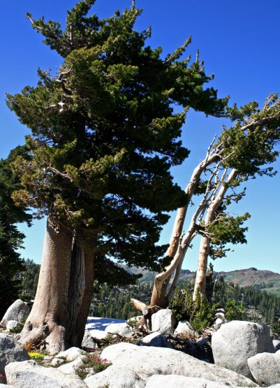 Lodge Pole Pines found in the Granite Chief Wilderness of the Sierra Nevada Mountains.