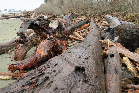 Drift logs at Harris Beach State Park on the Oregon Coast.
