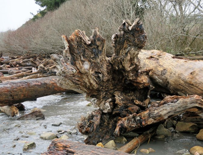 Flat roots on driftwood at Harris Beach State Park.
