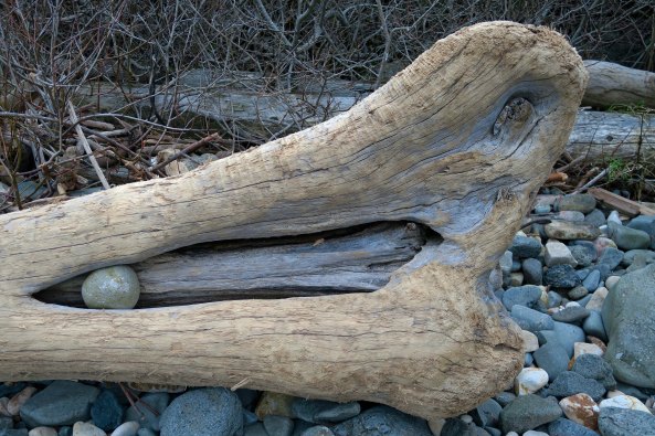 Driftwood at Harris Beach State Park.