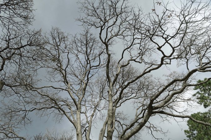 It was looking more like spring along the Klamath River.