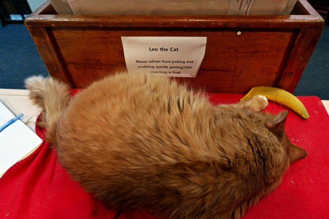 I knew it was a good bookstore when I found Leo.