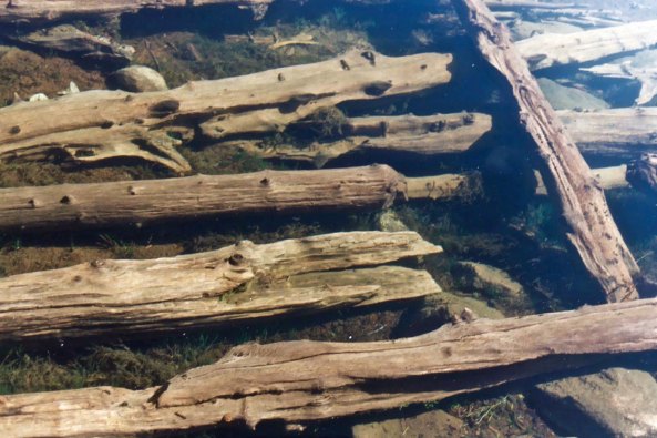 Ann had a nice view of logs...