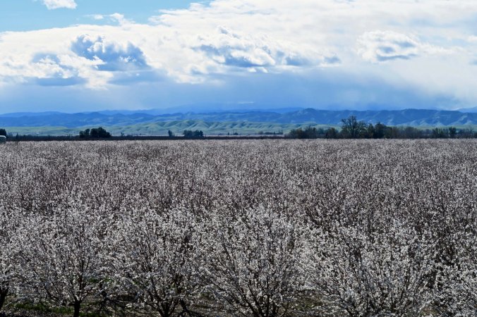 The Sacramento Valley was filled with blooming fruit trees.