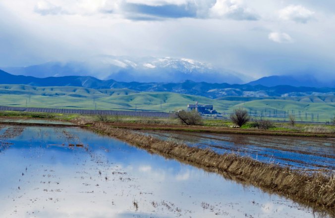 Rice paddies were covered in water with thoughts of draught far behind.