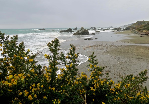 Scotch Broom photo at Harris Beach State Park near Brookings, Oregon.