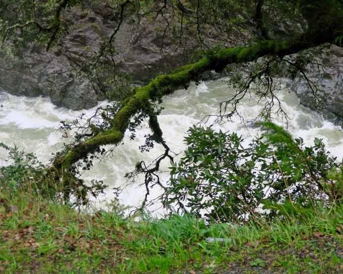 Peggy took this shot of the turbulent Smith River on our way home. She really like the contrast of the green moss growing on the oak tree.