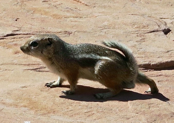 Squirrel at White Domes in Valley of Fire State Park near Las Vegas, Nevada.