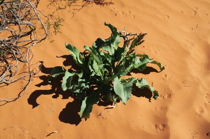 Plant in sand near Atlatl Rock in Valley of Fire State Park, Nevada.