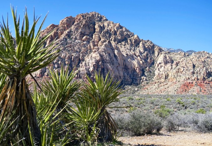 Yucca and a mountain in Red Rock Canyon National Conservation Area.
