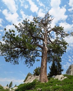 Jeffrey Pine in Five Lakes Basin of Grouse Ridge Non-Motorized area.
