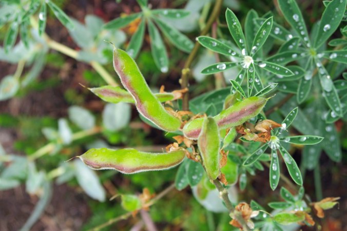Lupine at Peggys Lake near the Black Buttes of the northern Sierra Nevada Mountains.